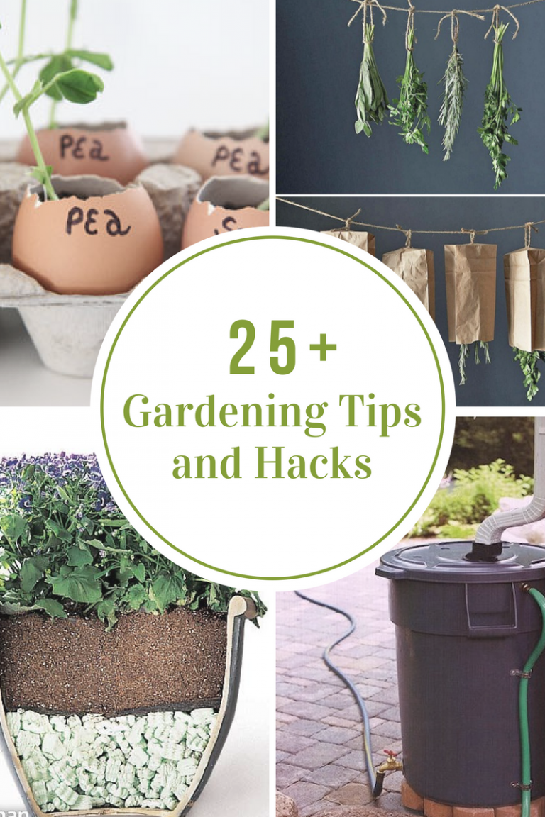 Gardening Tips and Hacks The Idea Room