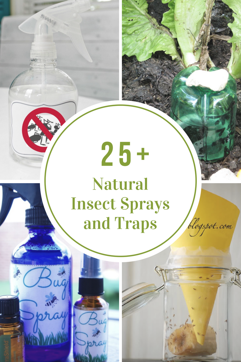 Looking for a Fruit Fly Trap DIY? Here are Safe Ways to Get Rid of Flies!