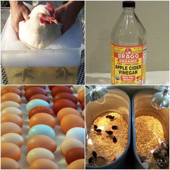 uses-for-vinegar-around-the-coop