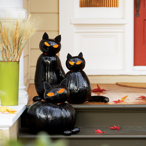 blackcat-cats
