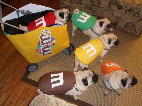 DIY Dog and Cat Costume Ideas - The Idea Room