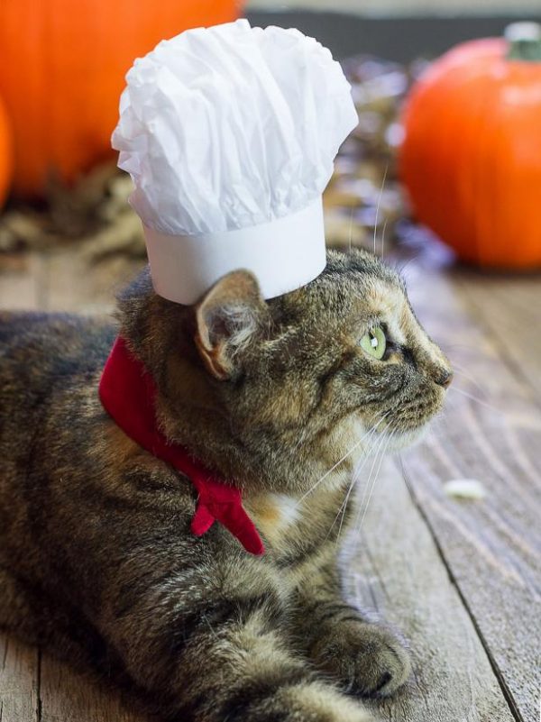 DIY Dog And Cat Costume Ideas The Idea Room diy-dog-and-cat-costume-ideas-the-idea-room