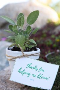 Herb Planter Teacher Gifts for Teacher Appreciation