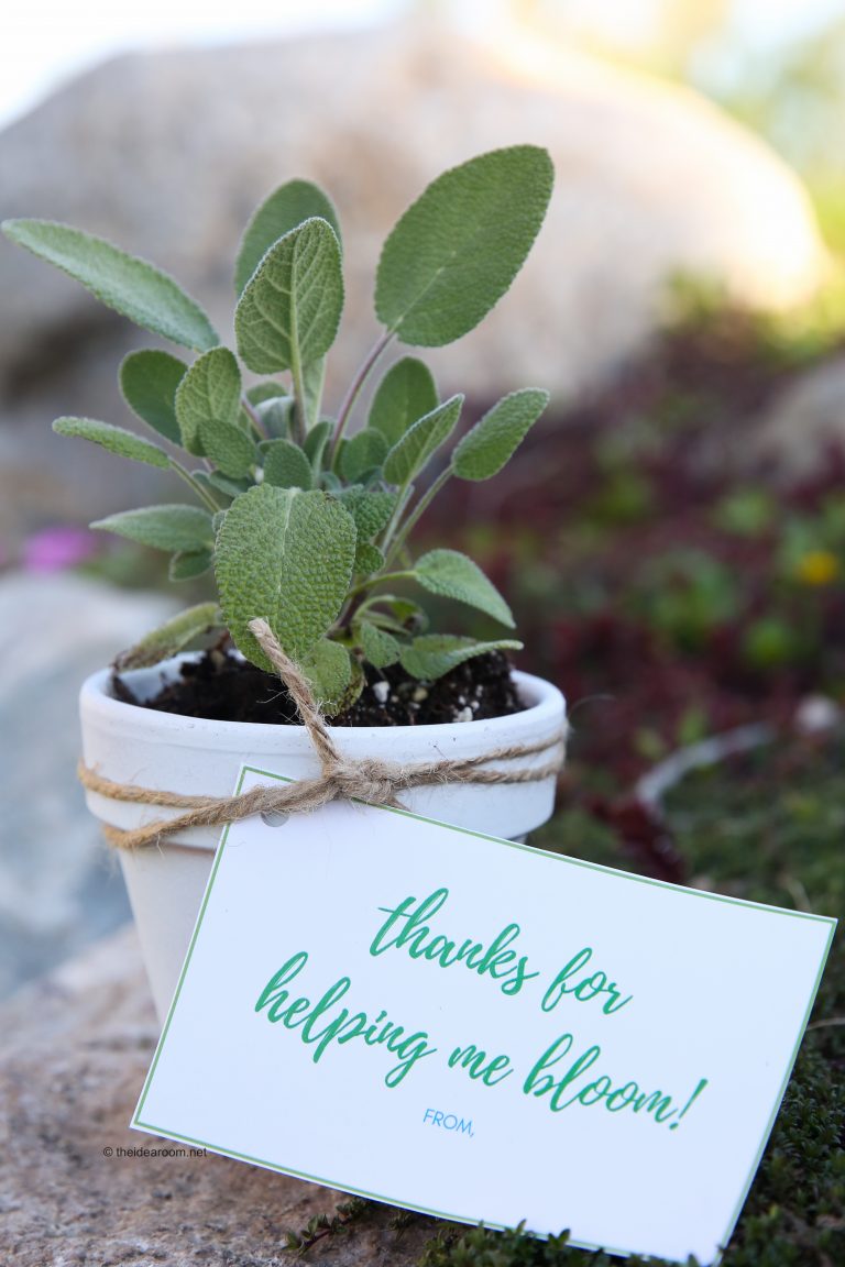 Teacher Appreciation Gifts Herb Planter The Idea Room