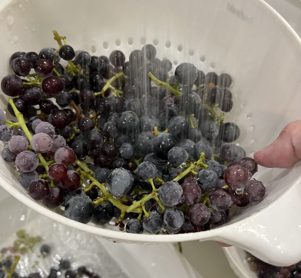 washing grapes for homemade grape juice